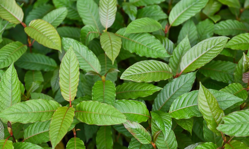 White Maeng Da vs White Thai Kratom